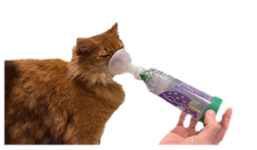 Cat Asthma Image