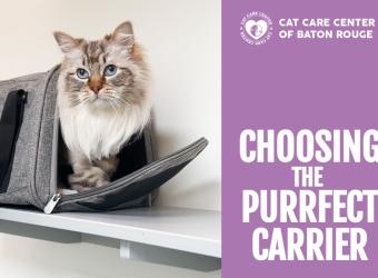 Choosing the Purrfect Carrier