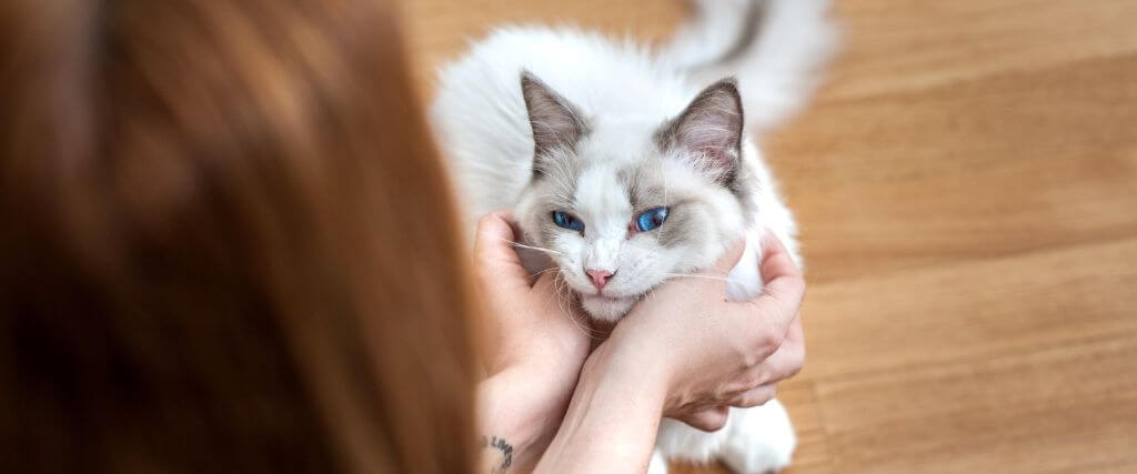 Feline Feng Shui: Adulthood
