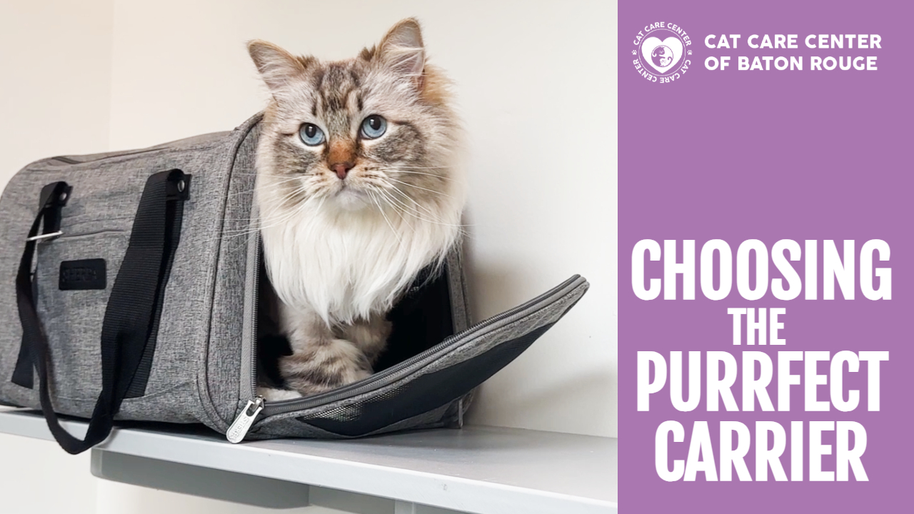 cat care center baton rouge