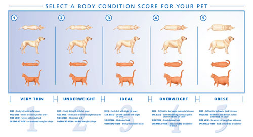 Feline Weight Chart