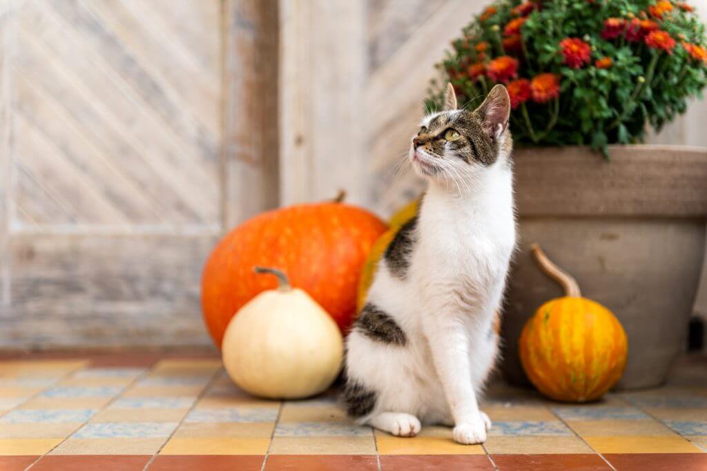 Cat-Only-Veterinarian-Baton-Rouge-Photo-Contest