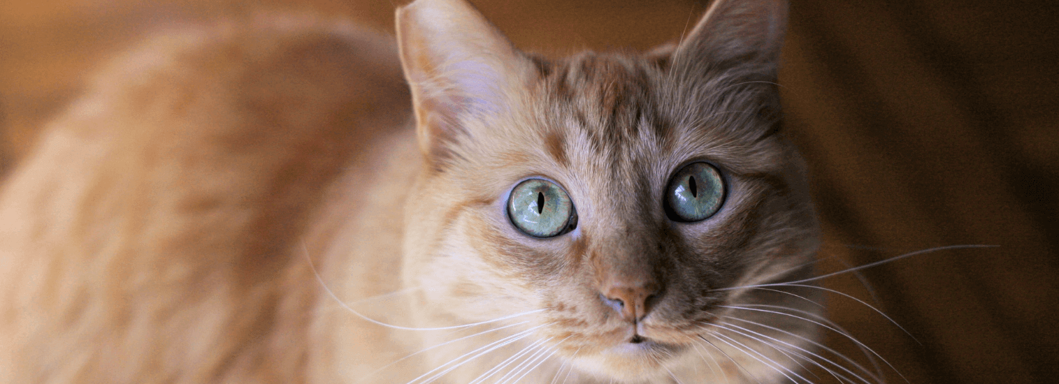 Top Rated Local Veterinarians Cat Care Center of Baton Rouge