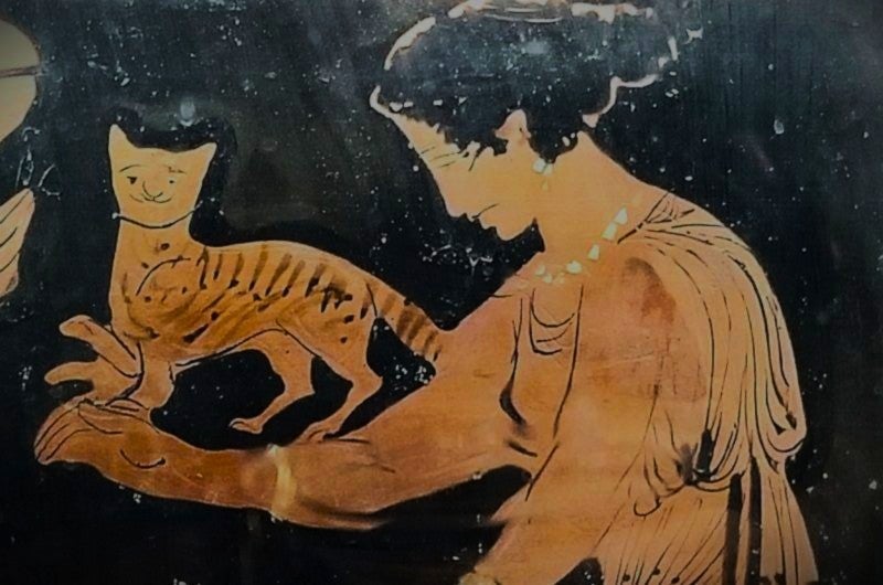 what your cats kidney wish you knew