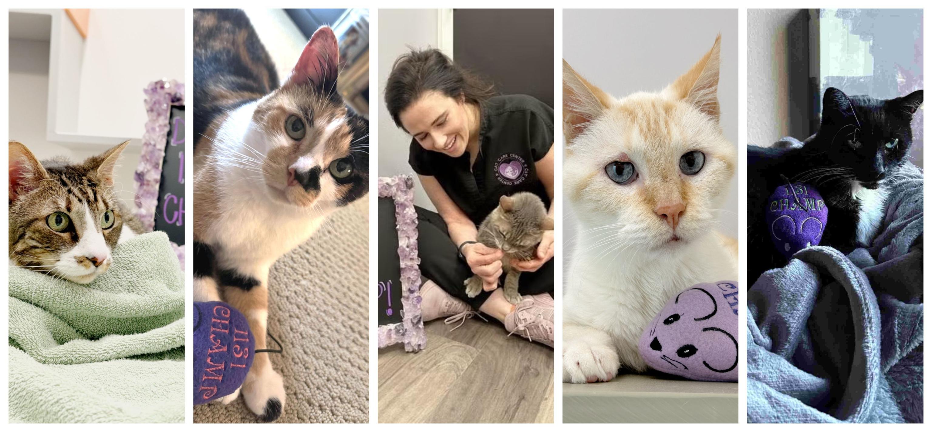 i131 cured cats i131 cured cats