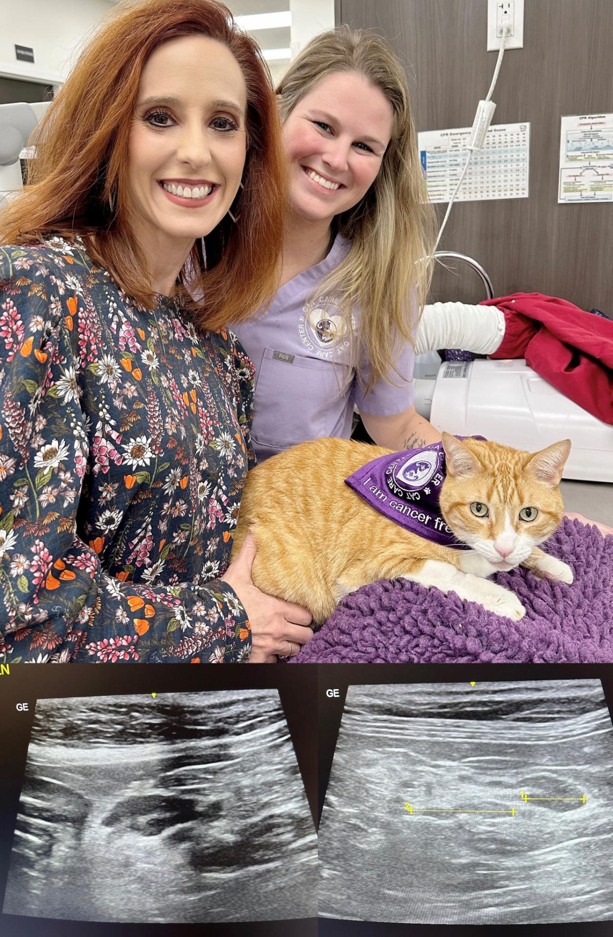 Cat Care Center Baton Rouge Cancer