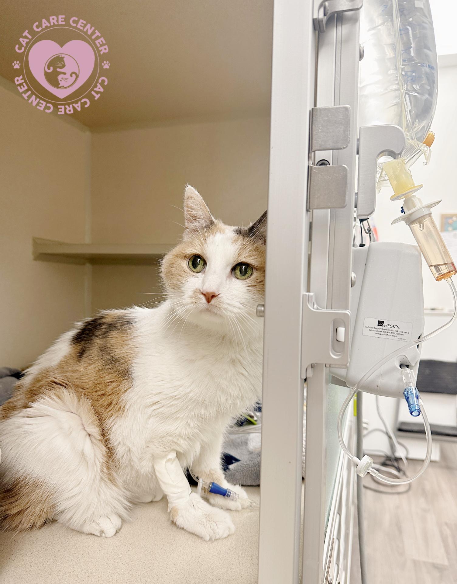 Cat Care Center Baton Rouge ICU