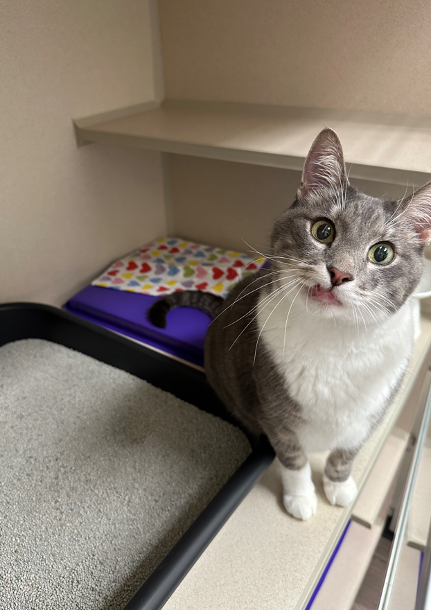 radioactive iodine i131 cat care center baton rouge hyperthyroidism for cats radioactive iodine i131 cat care center baton rouge hyperthyroidism for cats