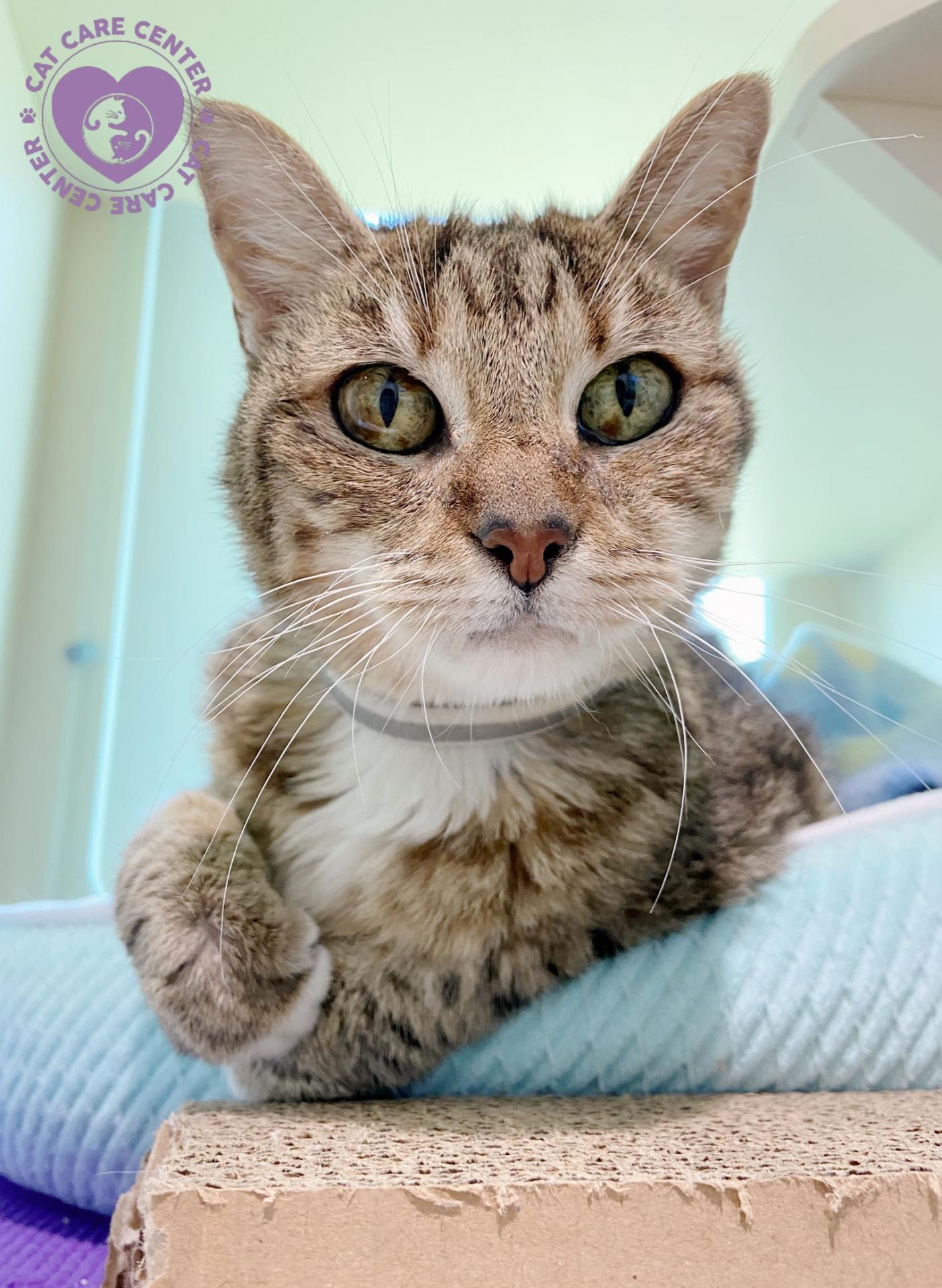 Cat Care Center Baton Rouge Senior