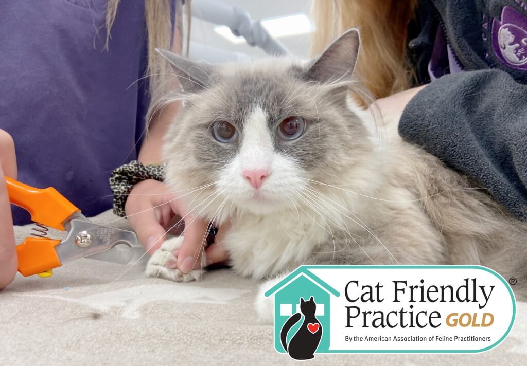 Cat Care Center of Baton Rouge Best Feline Vet 