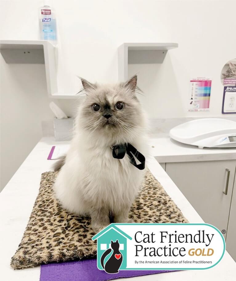 Cat Care Center of Baton Rouge Best Feline Vet 