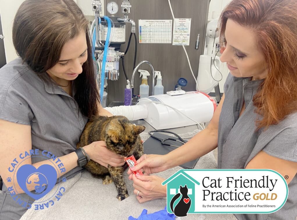 Cat Care Center of Baton Rouge Best Feline Vet 