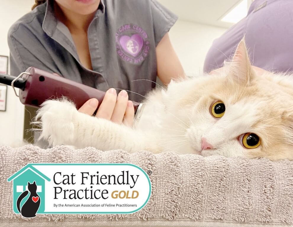 Cat Care Center of Baton Rouge Best Feline Vet 