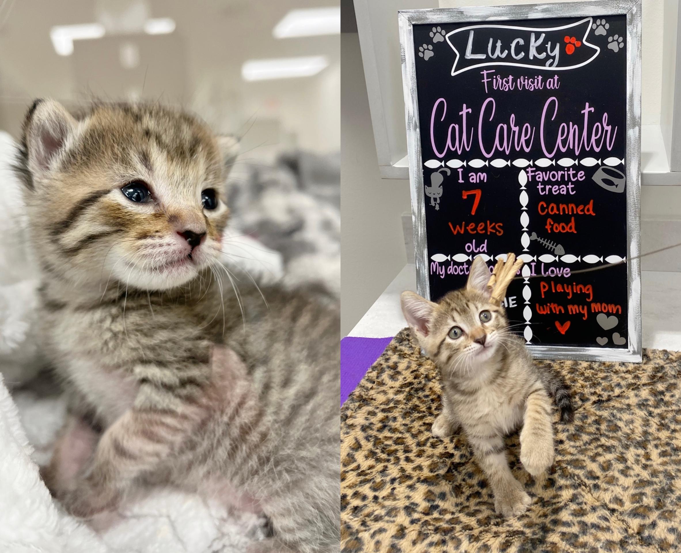 Cat Care Center Baton Rouge Kitten