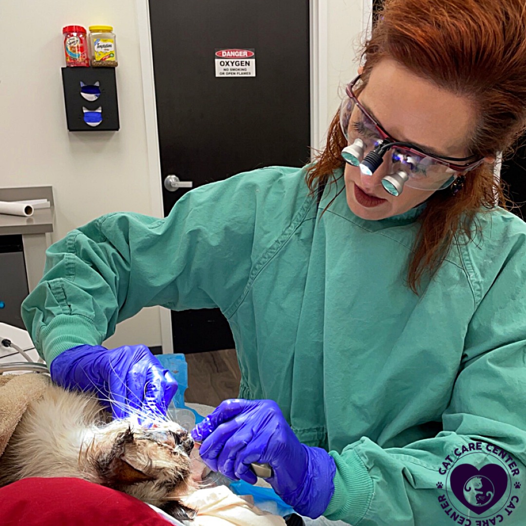 Cat Care Center Baton Rouge Dental