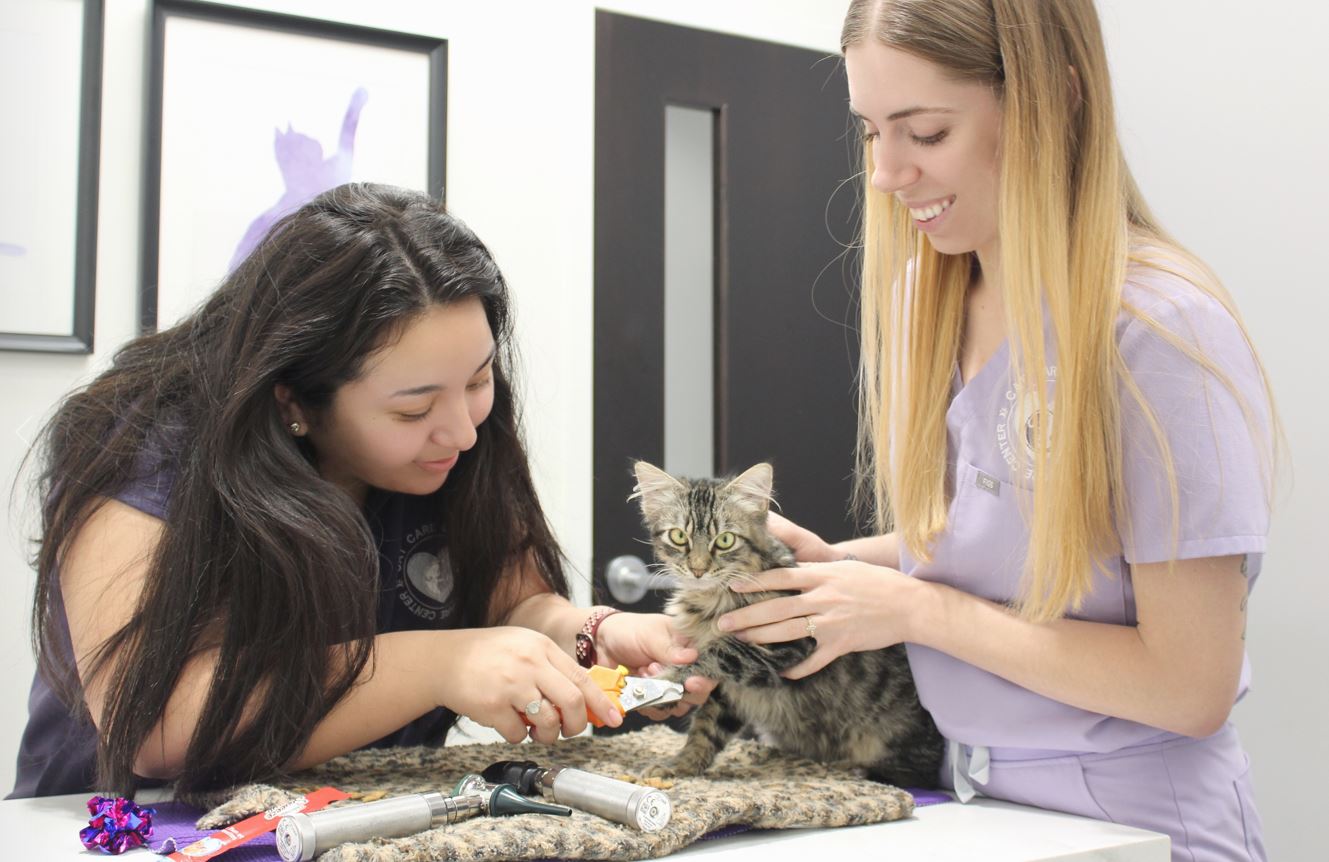 Cat Care Center Baton Rouge Nail Trim