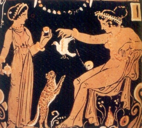 what your cats kidney wish you knew