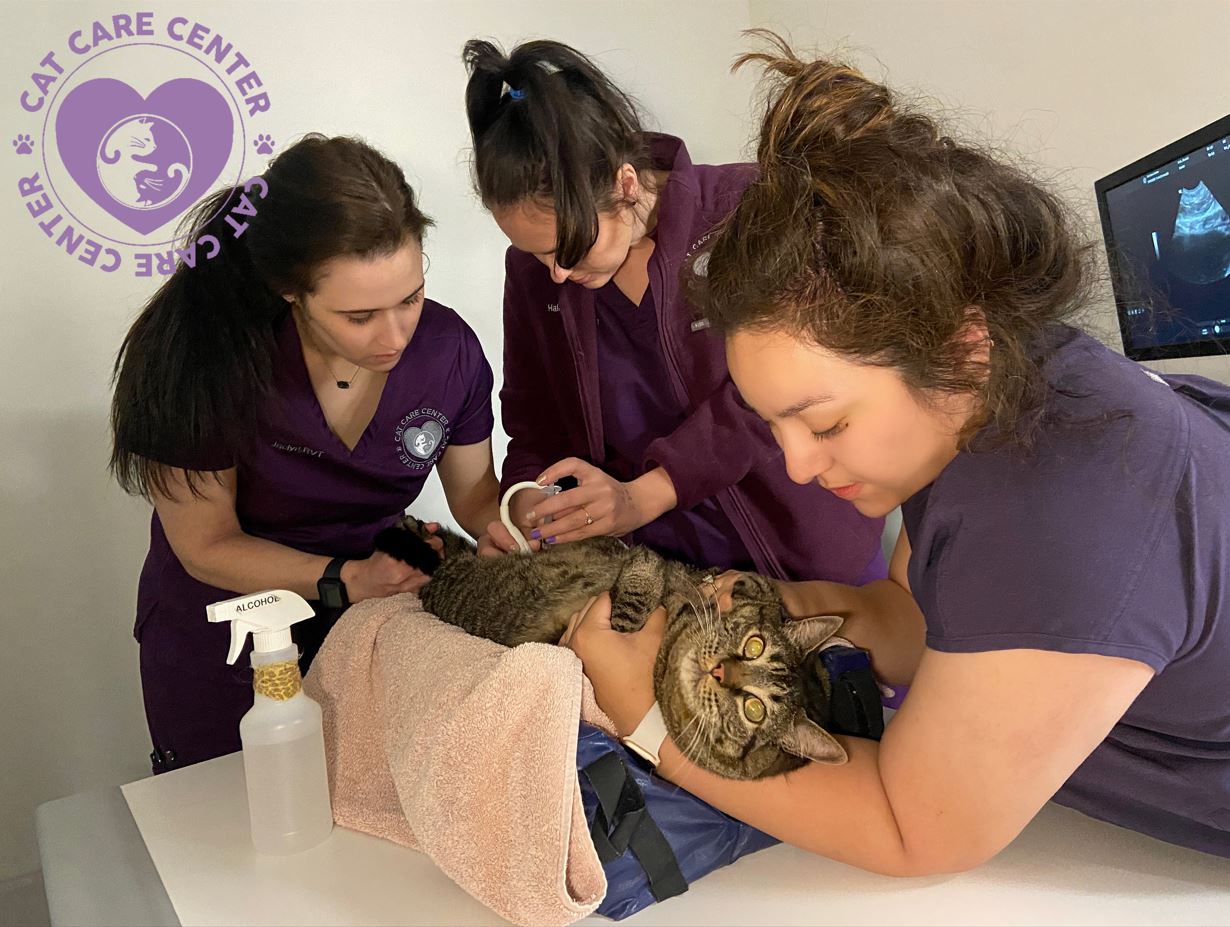 Cat Care Center Baton Rouge Urine