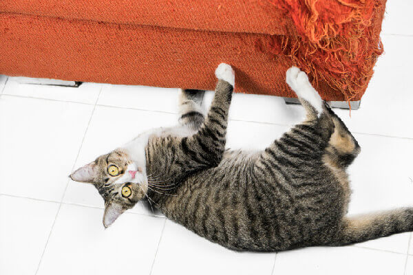 Felines Pheromones and Claws