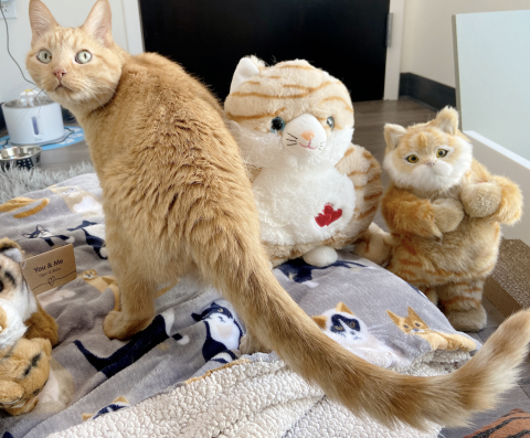 Tommy with his favorite toys in his luxury suite. 