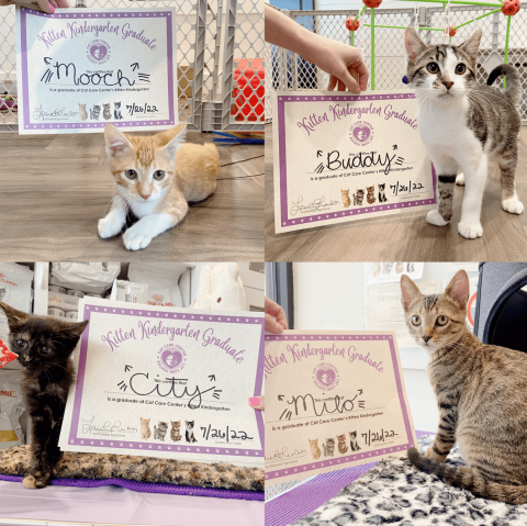 Kitten Kindergarten Graduates!