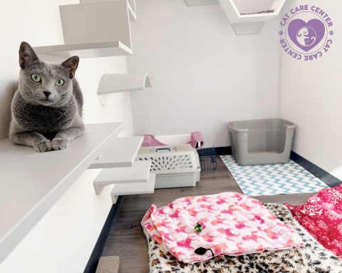 Luxury boarding at Cat Care Center! 