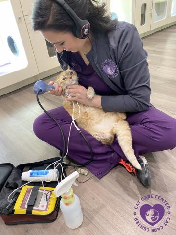 Cat Blood Pressure Monitoring at Cat Care Center Baton Rouge Dr Lacie Lee