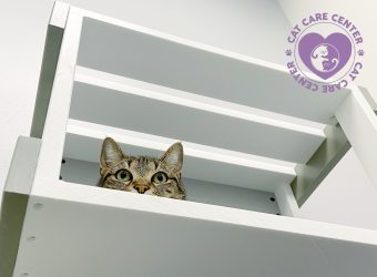 They&#039;re Not Just Small Dogs! 4 Common Warning Signs of Illness in Cats