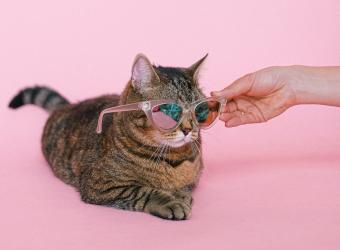 Dr. Lacie’s Summer Survival Guide for Cats