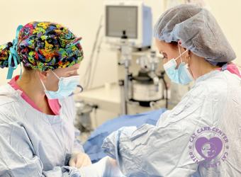 Understanding Feline Anesthesia